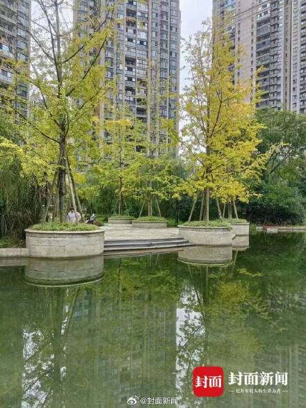 小区景观池的鱼儿突然全部死亡 物业回应：正常消杀