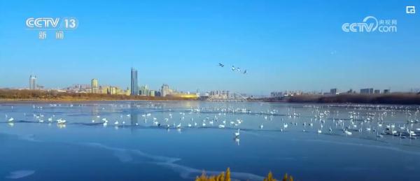 候鸟互结“朋友圈” “观鸟经济”持续升温