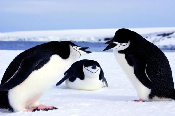 为带娃　南极帽带企鹅靠“微睡眠”“续命”