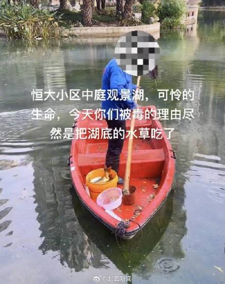 小区景观池的鱼儿突然全部死亡 物业回应：正常消杀