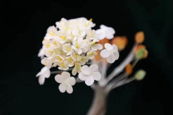 鱼虾是课上捞的，韭菜盒子是实验室做的……原来这就是知识的味道～