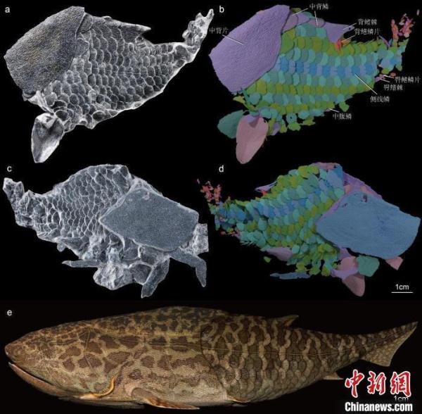 4.25亿年前神奇古鱼最新研究：为“从鱼到人”演化提供更多关键证据