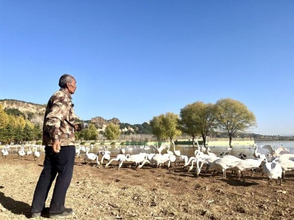 西伯利亚大天鹅成为中国多地冬季游“新名片”