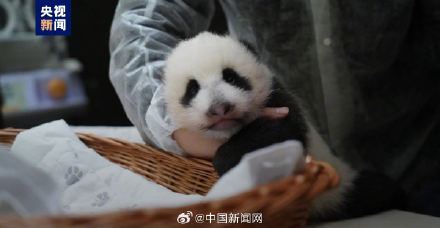 旅俄大熊猫丁丁幼崽要取名了