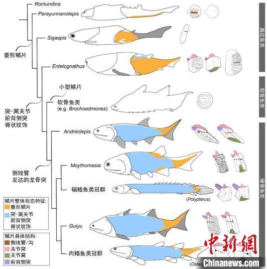 4.25亿年前神奇古鱼最新研究：为“从鱼到人”演化提供更多关键证据