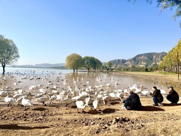 西伯利亚大天鹅成为中国多地冬季游“新名片”