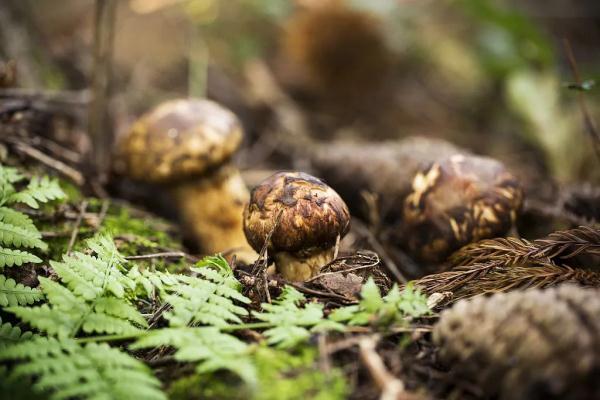 这种蔬菜晒干后,比新鲜的更好吃!放一年都不坏,随手和肉一蒸,入味又下饭! 这种蔬菜晒干后,比新鲜的更好吃!放一年都不坏,随手和肉一蒸,入味又下饭!