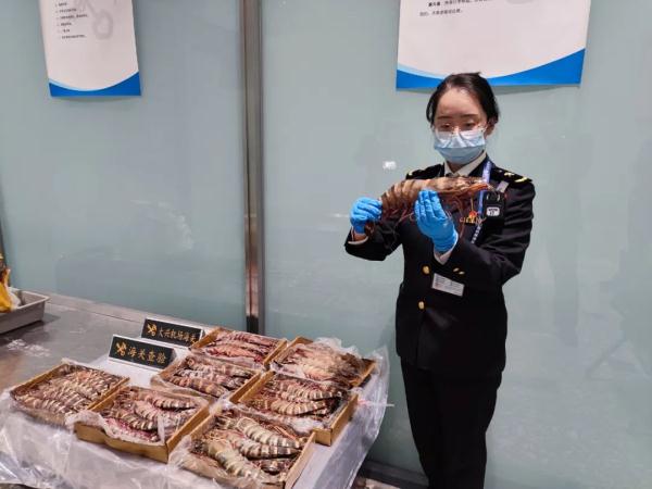 旅客带94斤大虾入境 被大兴机场海关人员查获