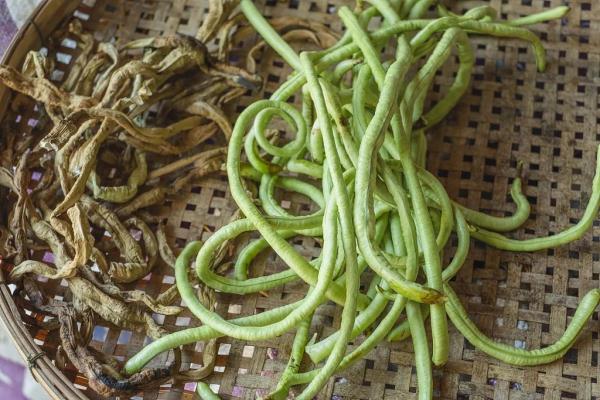 这种蔬菜晒干后,比新鲜的更好吃!放一年都不坏,随手和肉一蒸,入味又下饭! 这种蔬菜晒干后,比新鲜的更好吃!放一年都不坏,随手和肉一蒸,入味又下饭!