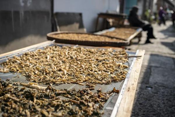 这种蔬菜晒干后,比新鲜的更好吃!放一年都不坏,随手和肉一蒸,入味又下饭! 这种蔬菜晒干后,比新鲜的更好吃!放一年都不坏,随手和肉一蒸,入味又下饭!