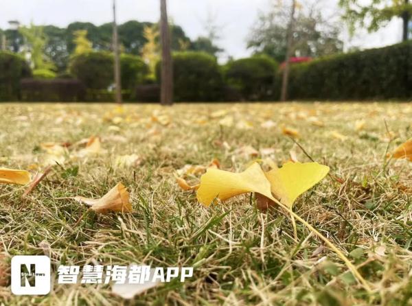 紧急提醒!福州已大量出现!千万别乱碰! 紧急提醒!福州已大量出现!千万别乱碰!