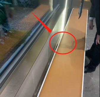 杭州男子办公室闯进一只黑影，专家一看，来头不小