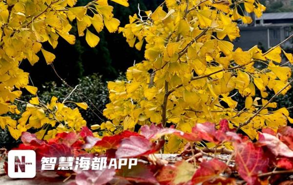 紧急提醒!福州已大量出现!千万别乱碰! 紧急提醒!福州已大量出现!千万别乱碰!