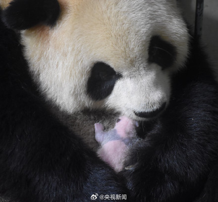 陕西出生仅1个鸡蛋重的熊猫长大了
