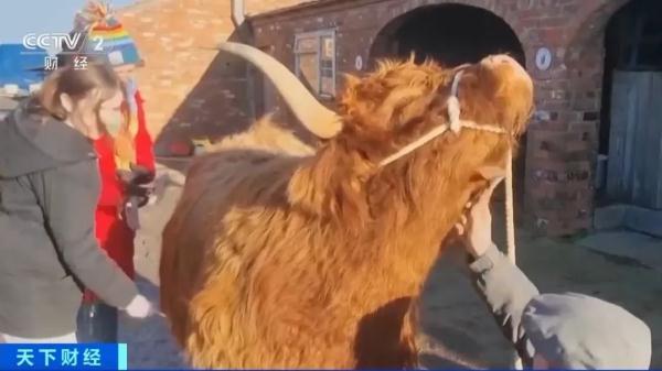 拥抱奶牛，一票难求！