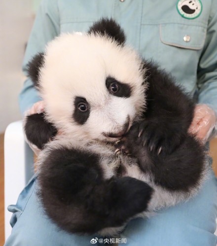 陕西出生仅1个鸡蛋重的熊猫长大了