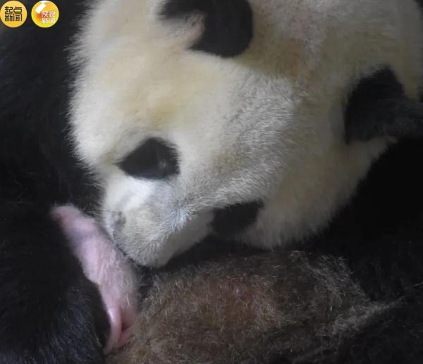 4胎7仔！陕西国宝家族又“上新”了！