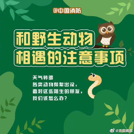 偶遇野生动物先别慌！