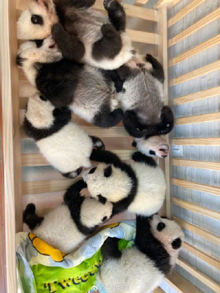 陕西出生仅1个鸡蛋重的熊猫长大了