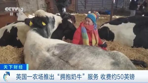 拥抱奶牛，一票难求！