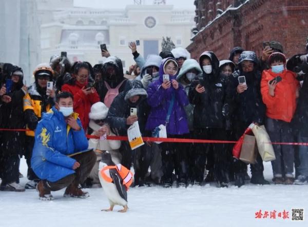 堆雪!开建!哈尔滨“头牌网红”大雪人今年邀请了新朋友! 堆雪!开建!哈尔滨“头牌网红”大雪人今年邀请了新朋友!