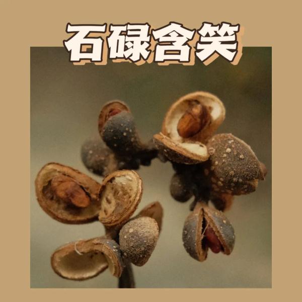 听说，广州的秋天能“捡”到很多朋友