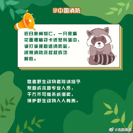 偶遇野生动物先别慌！