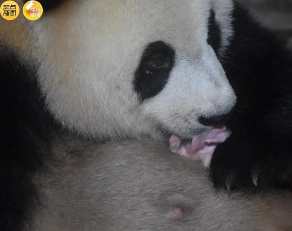 4胎7仔！陕西国宝家族又“上新”了！