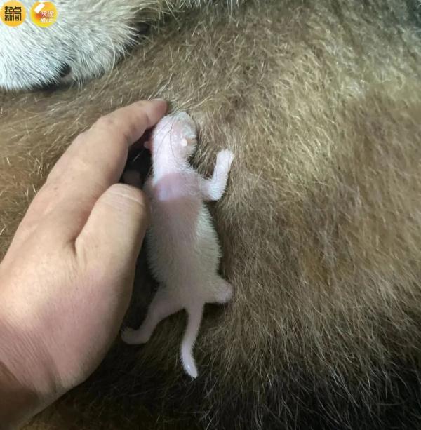 4胎7仔！陕西国宝家族又“上新”了！