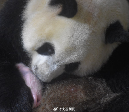 陕西出生仅1个鸡蛋重的熊猫长大了