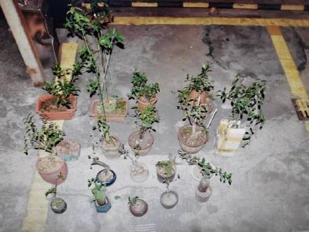 国家二级保护野生植物！嫌疑人图金豆寓意好网购一批被抓