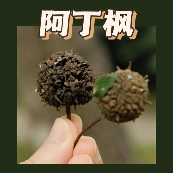 听说，广州的秋天能“捡”到很多朋友