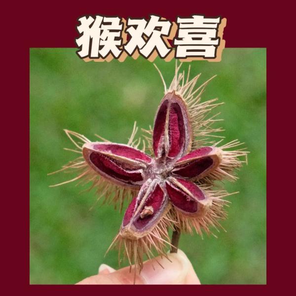 听说，广州的秋天能“捡”到很多朋友