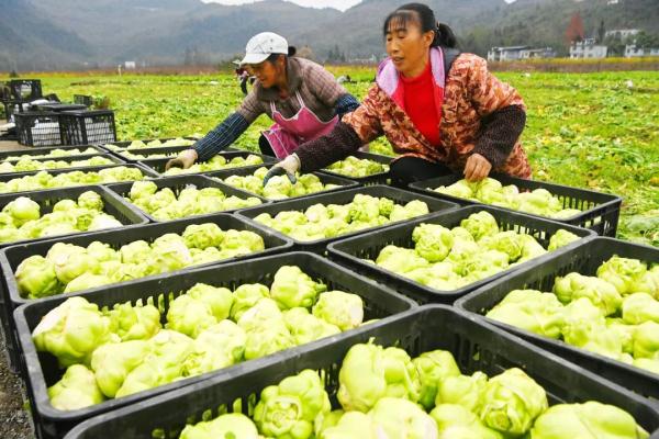 “菜贵伤民、菜贱伤农”，化解蔬菜季节性卖难→