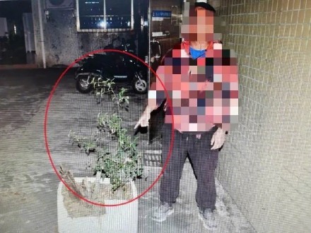 国家二级保护野生植物！嫌疑人图金豆寓意好网购一批被抓