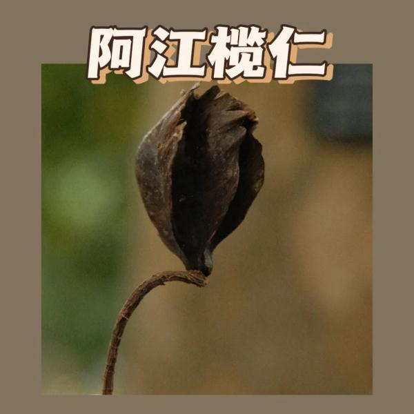 听说，广州的秋天能“捡”到很多朋友