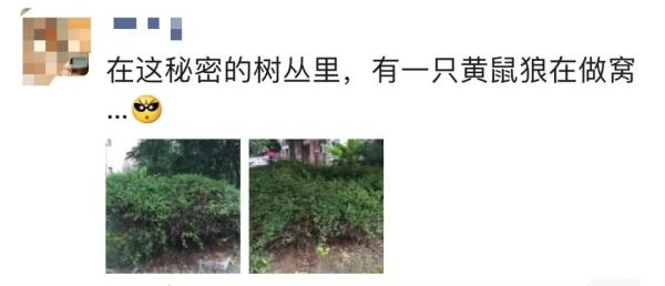 重口味！上海男子为吃野味，猎捕三十多只黄鼠狼！网友：“大仙”也敢动？
