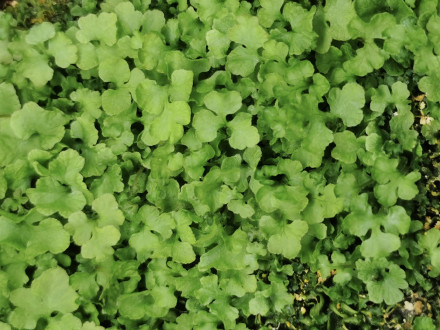 植物活化石苏铁蕨孢子人工繁育成功 植物活化石苏铁蕨孢子人工繁育成功