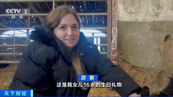 拥抱奶牛，一票难求！