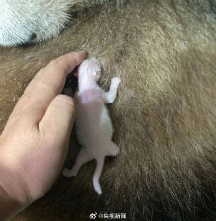 陕西出生仅1个鸡蛋重的熊猫长大了
