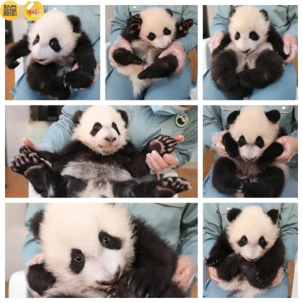 4胎7仔！陕西国宝家族又“上新”了！