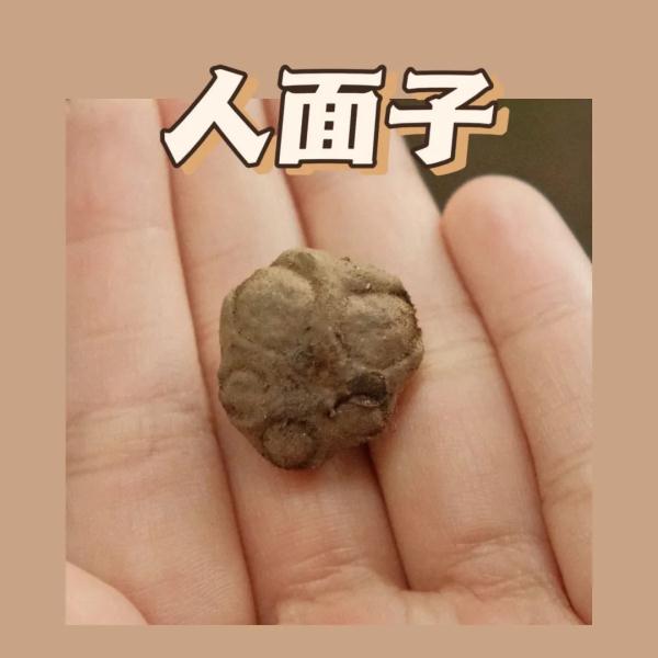 听说，广州的秋天能“捡”到很多朋友