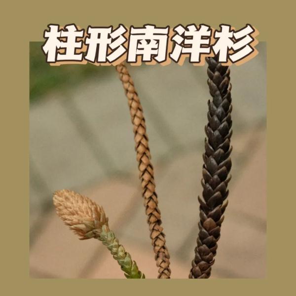听说，广州的秋天能“捡”到很多朋友