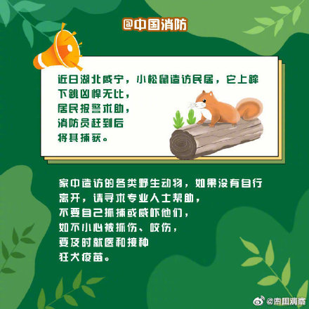 偶遇野生动物先别慌！