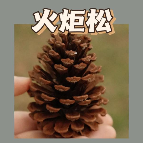 听说，广州的秋天能“捡”到很多朋友