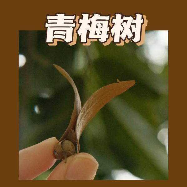 听说，广州的秋天能“捡”到很多朋友