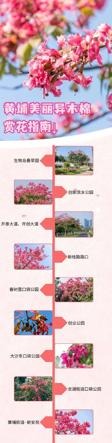 美丽异木棉盛放，广州黄埔赏花地图来了！