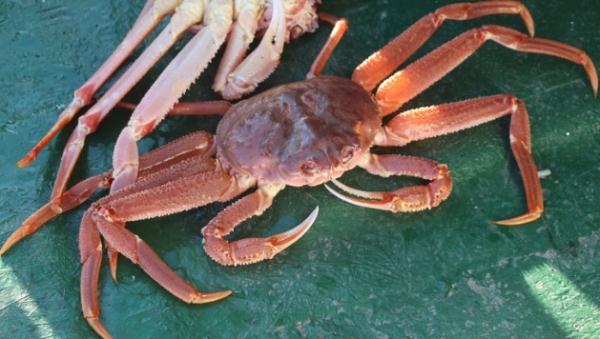 日媒:美国禁运的俄罗斯雪蟹被日本人吃了 日媒:美国禁运的俄罗斯雪蟹被日本人吃了