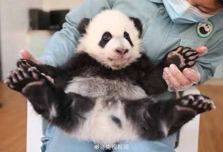 陕西出生仅1个鸡蛋重的熊猫长大了