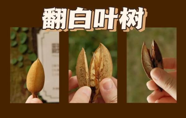 听说，广州的秋天能“捡”到很多朋友